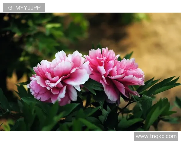 全南天龙与安山木槿花比赛进球时间分析及精彩回顾